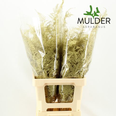 <h4>Snijgroen Goud Extra Veren</h4>