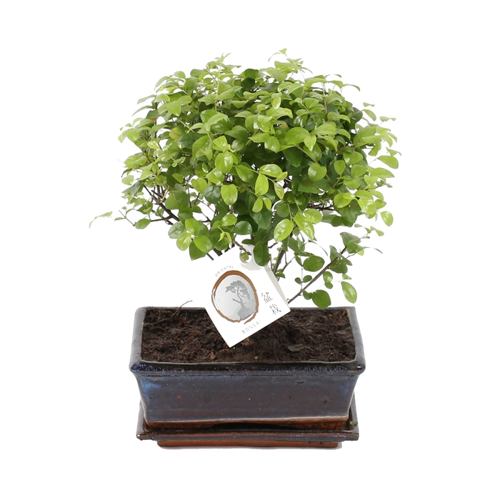<h4>Bonsai 'Sageretia' in ø20cm Ceramic Ball Shape with Saucer</h4>