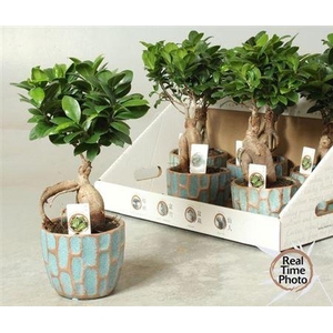 Fic Mi Ginseng Ceramic