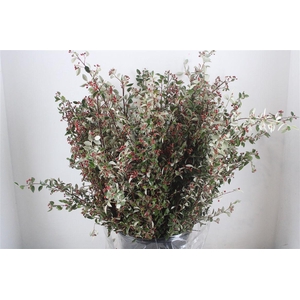 Cotoniaster Berry Extra P Bunch