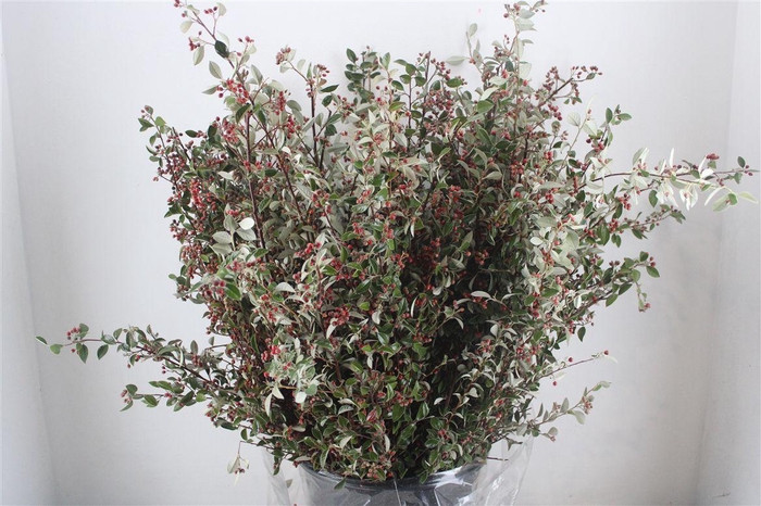 <h4>Cotoniaster Berry Extra P Bunch</h4>