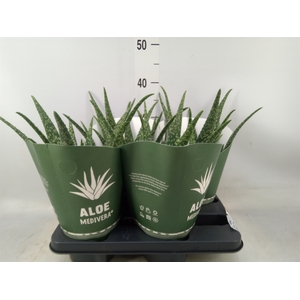 Aloe  'Tropical'