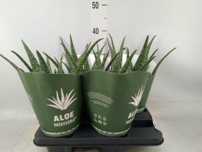 <h4>Aloe  'Tropical'</h4>