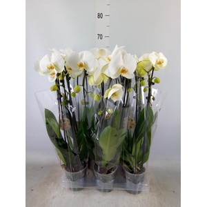 Phalaenopsis  'Elegant Cascade'