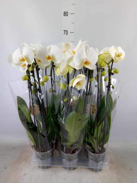 <h4>Phalaenopsis  'Elegant Cascade'</h4>