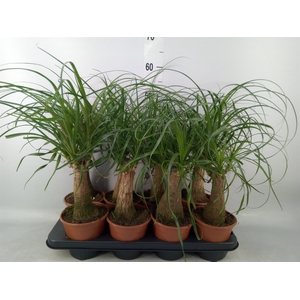 Beaucarnea recurvata