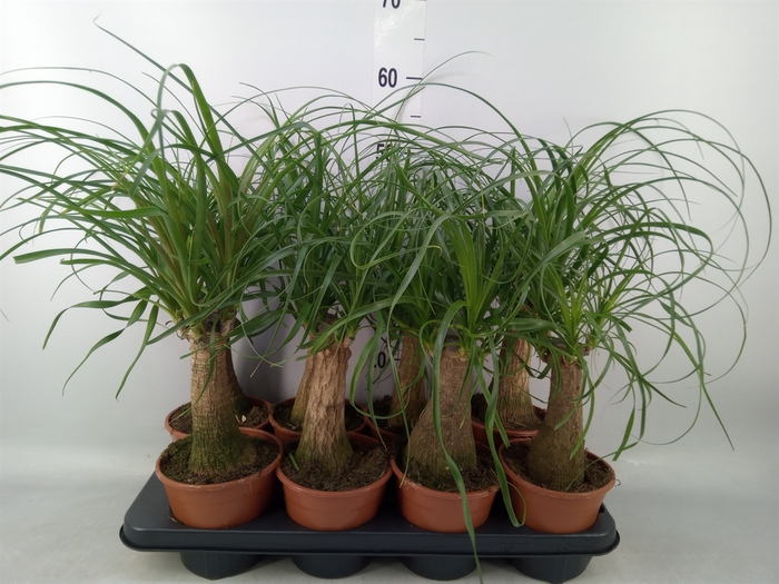 <h4>Beaucarnea recurvata</h4>