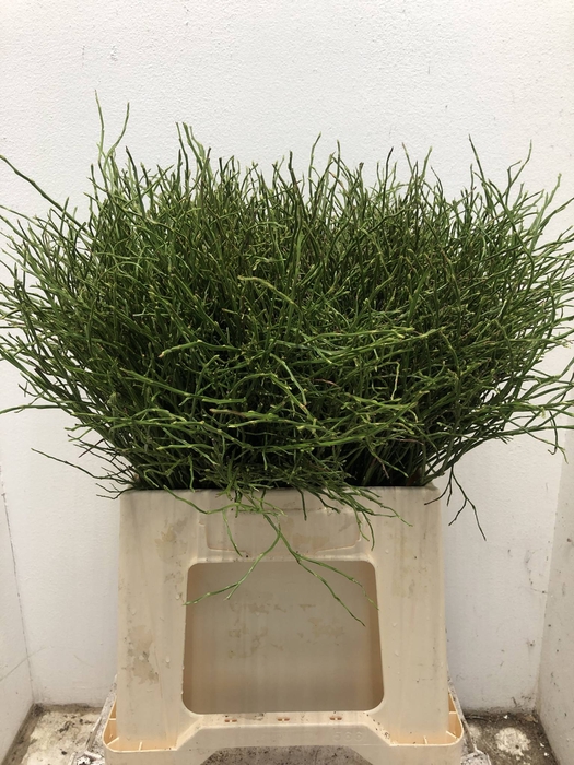 Vaccinium Myrtillus P Tak