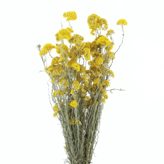 <h4>DROOGBL ONBEWERKT</h4>