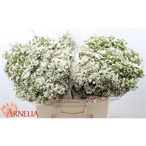 Chame Un Pearl Butto