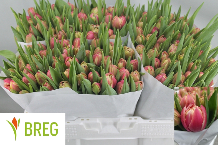 <h4>TU DU COLUMBUS</h4>