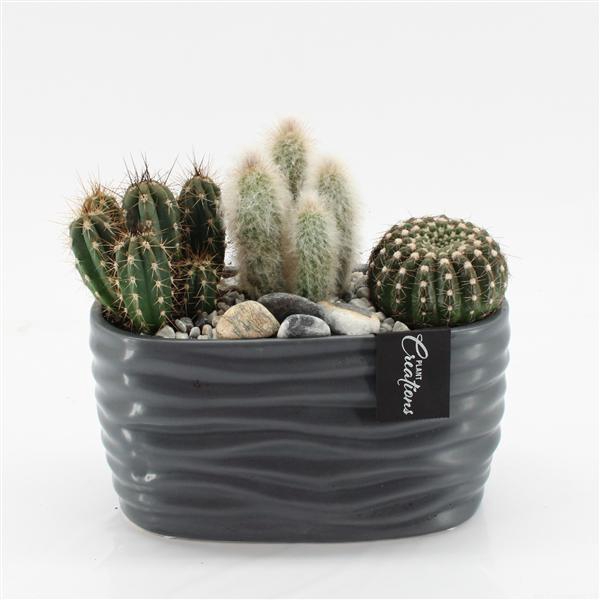 <h4>CTCR-2543 Cactus Essentials</h4>