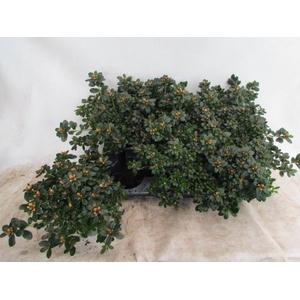 RHODO SI MEVR GERARD