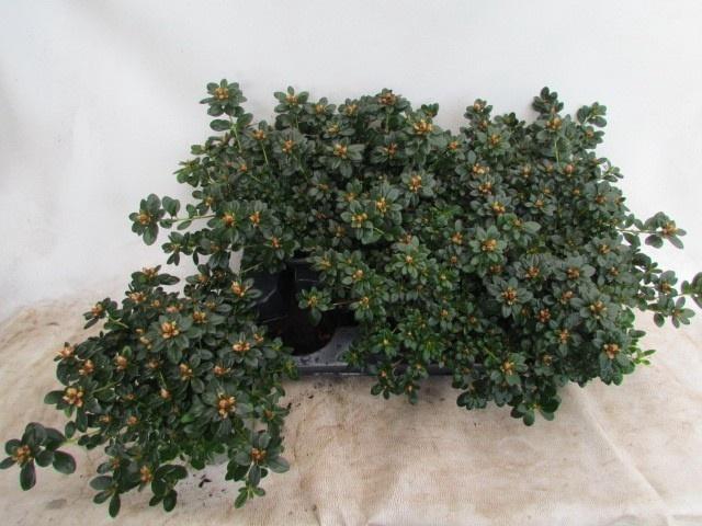 <h4>RHODO SI MEVR GERARD</h4>