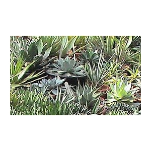 Agave overig