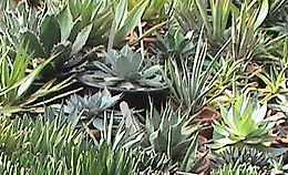<h4>Agave overig</h4>