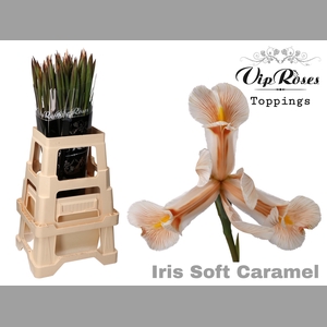 IRIS SOFT CARAMEL