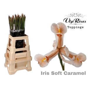 Iris Vip Soft Caramel