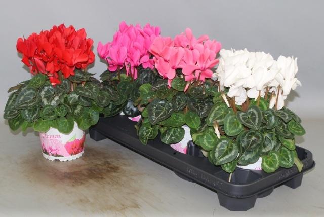 <h4>CYCL GR SUP XL</h4>