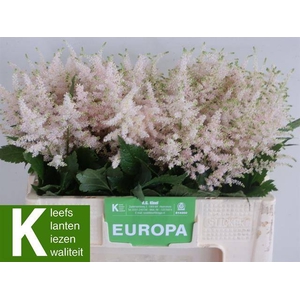 ASTIL JA EUROPA LICHT ROSE