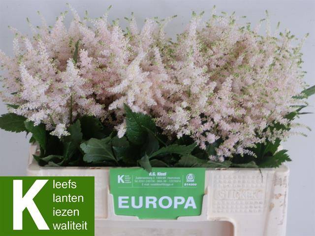 <h4>ASTIL JA EUROPA LICHT ROSE</h4>
