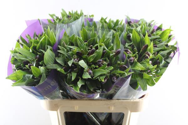 <h4>Alstr Rumba (rood)</h4>