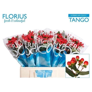 Hyp Coco Tango Florius