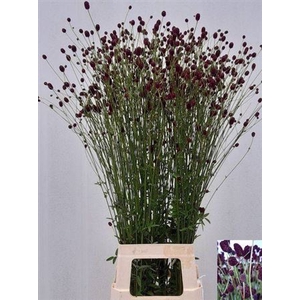 Sang Officinalis