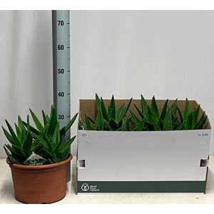 ALOE PERFOLIATA