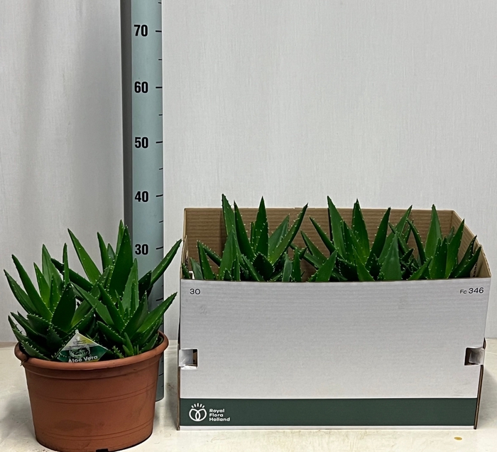 <h4>ALOE PERFOLIATA</h4>