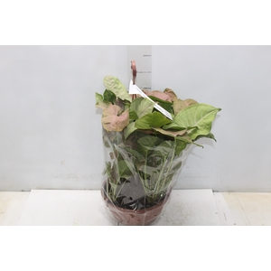 SYNGONIUM ROSA C21