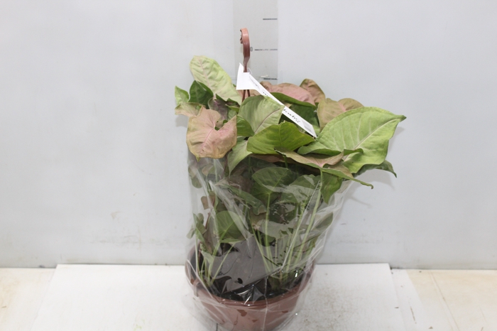 <h4>SYNGONIUM ROSA C21</h4>