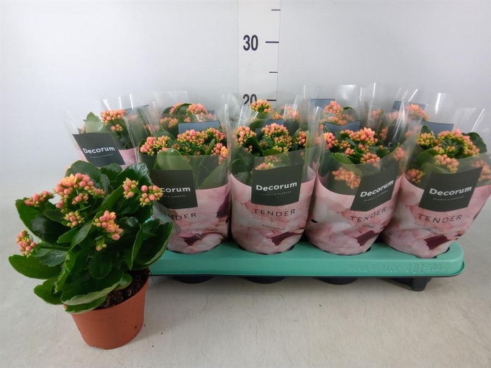 <h4>Kalanchoe blos. 'Serenity Apricot'</h4>