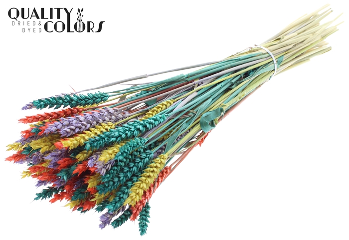 <h4>Triticum per bunch Colourful 5</h4>