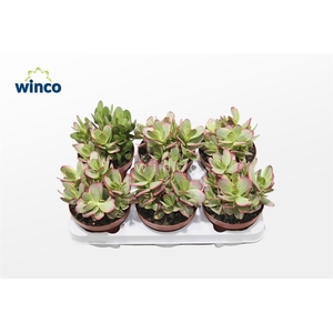 Crassula Platyphylla Variegata