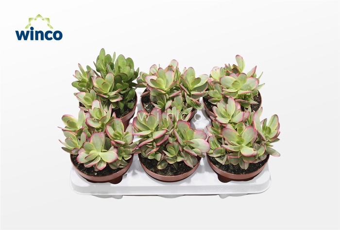 <h4>Crassula Platyphylla Variegata</h4>