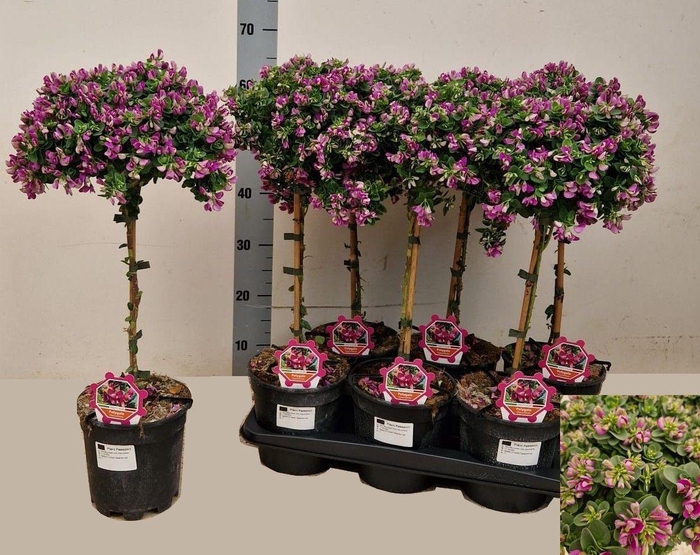 <h4>POLYGA DALMAISIANA</h4>