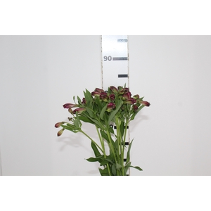 ALSTROEMERIA POMPEII 080 CM