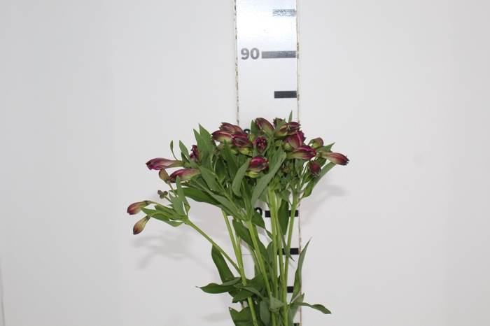 <h4>ALSTROEMERIA POMPEII 080 CM</h4>