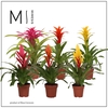 Bromelia
