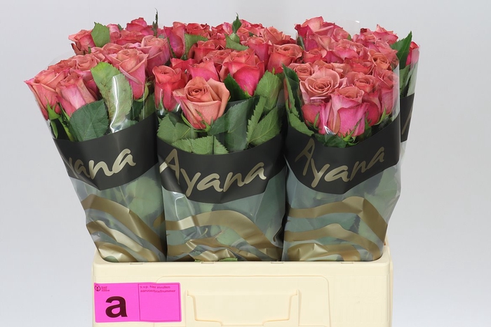 <h4>Rosa Gr Barista</h4>