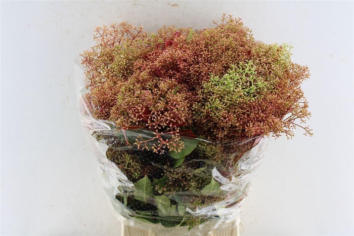 <h4>Photinia Bloeiend</h4>