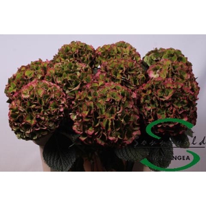 Hydrangea glowing alps vuurbaak