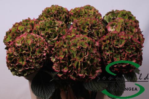 <h4>Hydrangea glowing alps vuurbaak</h4>