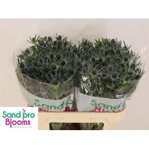 ERYN MAG BLUE LAGOON