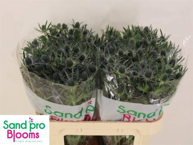 <h4>ERYN MAG BLUE LAGOON</h4>