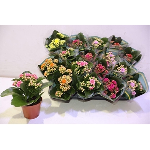 arr8 Kal Ge Gem 5 Kl