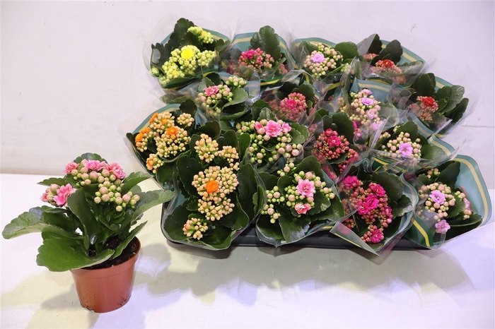 <h4>Kal Ge Gem 5 Kl</h4>