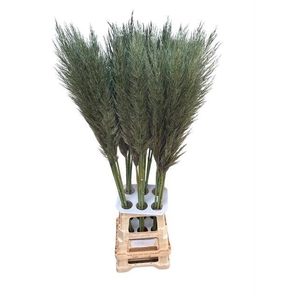 CORTA SE PUMILA OLIVE GREEN