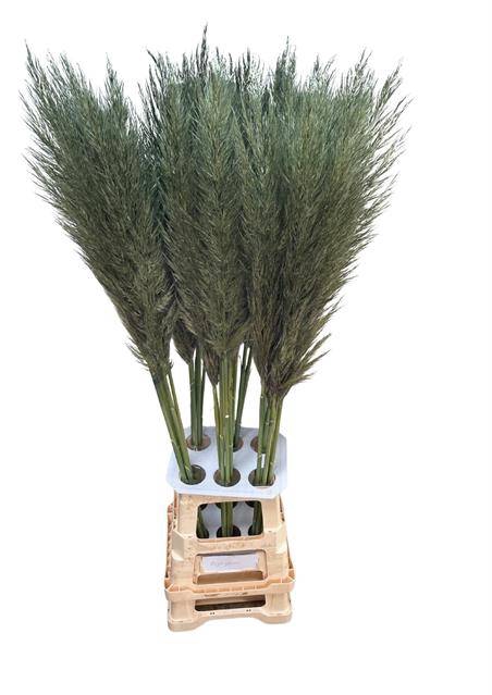 <h4>CORTA SE PUMILA OLIVE GREEN</h4>